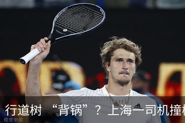 行道树 “背锅”？上海一司机撞树后主张树木全责，结果来了